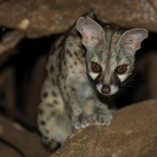 Samburu - Genet
